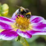 Bourdons Difficiles à Attirer Après Vagues de Chaleur Bourdons Difficiles à Attirer Après Vagues de Chaleur