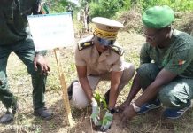 Guibéroua: Reboisement pour la Journée de la paix Guibéroua: Reboisement pour la Journée de la paix