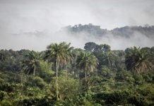 Accords de crédits carbones en Afrique évaporés Accords de crédits carbones en Afrique évaporés