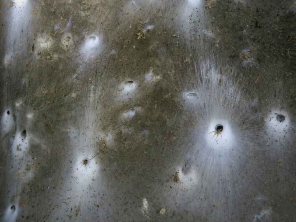 Découverte d'une toile géante d'araignées en Grèce Découverte d'une toile géante d'araignées en Grèce