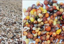 Le plus ancien atelier de parures de coquillages Le plus ancien atelier de parures de coquillages