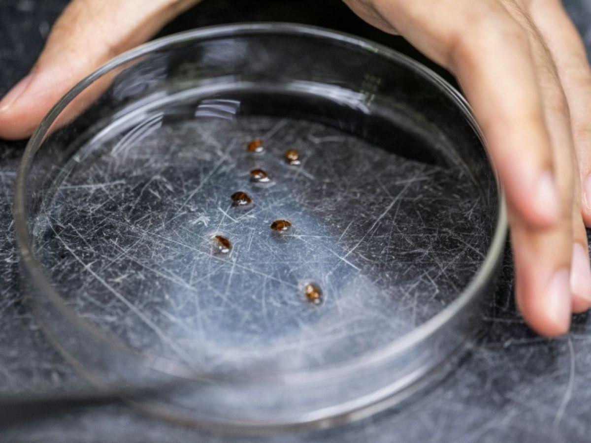 Punaises de lit transformées en détectives par des scientifiques Punaises de lit transformées en détectives par des scientifiques