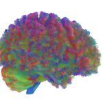 DECOUVERTE. Voici les cinq âges clés de notre cerveau DECOUVERTE. Voici les cinq âges clés de notre cerveau