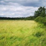 Restaurer Les Puits De Carbone Naturels Pour Sauver Le Climat Restaurer Les Puits De Carbone Naturels Pour Sauver Le Climat