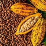 Cacao: Acheteurs Arrêtés Pour Non-Respect Des Prix Cacao: Acheteurs Arrêtés Pour Non-Respect Des Prix