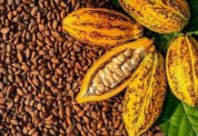 Cacao: Acheteurs Arrêtés Pour Non-Respect Des Prix Cacao: Acheteurs Arrêtés Pour Non-Respect Des Prix