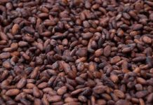 Cacao: 70 % de la Récolte aux Ports, 2 800 Milliards FCFA Cacao: 70 % de la Récolte aux Ports, 2 800 Milliards FCFA