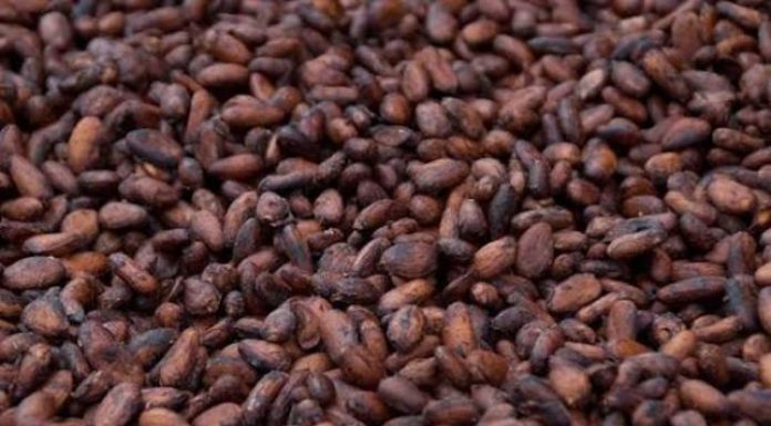 Cacao: 70 % de la Récolte aux Ports, 2 800 Milliards FCFA Cacao: 70 % de la Récolte aux Ports, 2 800 Milliards FCFA