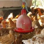 TVA de 18% sur le poulet à partir du 2 janvier TVA de 18% sur le poulet à partir du 2 janvier