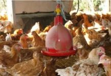 TVA de 18% sur le poulet à partir du 2 janvier TVA de 18% sur le poulet à partir du 2 janvier