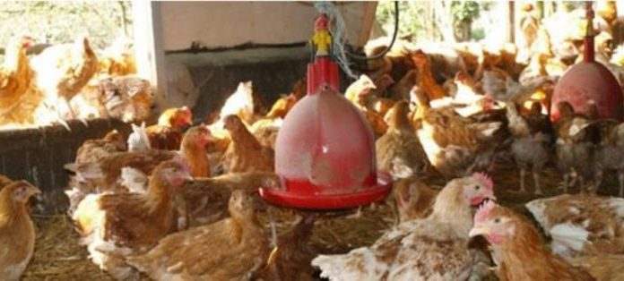 TVA de 18% sur le poulet à partir du 2 janvier TVA de 18% sur le poulet à partir du 2 janvier