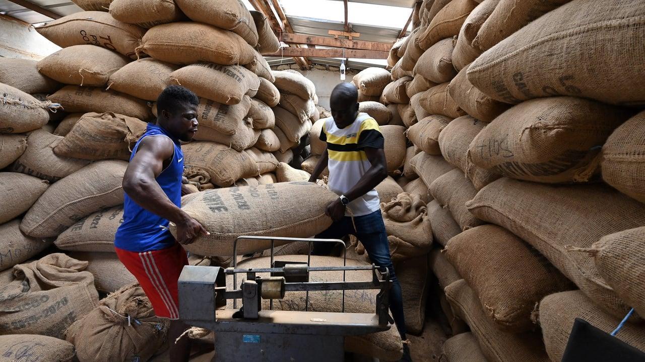 Cacao Côte d'Ivoire Ghana Alliance à Étendre Cacao Côte d'Ivoire Ghana Alliance à Étendre