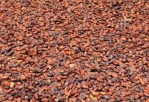Côte d’Ivoire: Cacao, l’État prêt à mobiliser 280 milliards de Fcfa pour sauver environ 100 mille tonnes de fèves et protéger les producteurs Côte d'Ivoire: Cacao, l'État prêt à mobiliser 280 milliards de Fcfa pour sauver environ 100 mille tonnes de fèves et protéger les producteurs