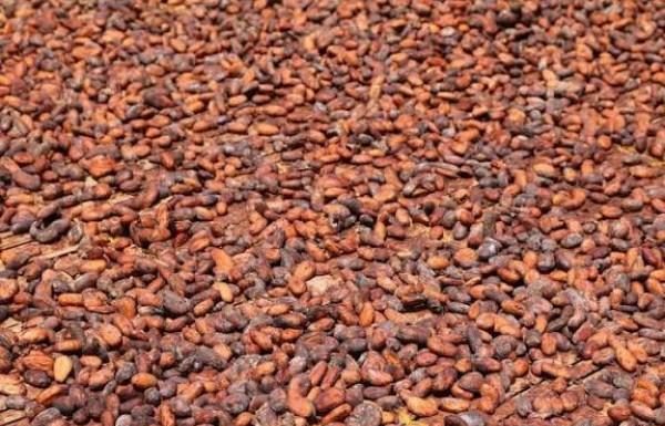 Côte d’Ivoire: Cacao, l’État prêt à mobiliser 280 milliards de Fcfa pour sauver environ 100 mille tonnes de fèves et protéger les producteurs Côte d'Ivoire: Cacao, l'État prêt à mobiliser 280 milliards de Fcfa pour sauver environ 100 mille tonnes de fèves et protéger les producteurs