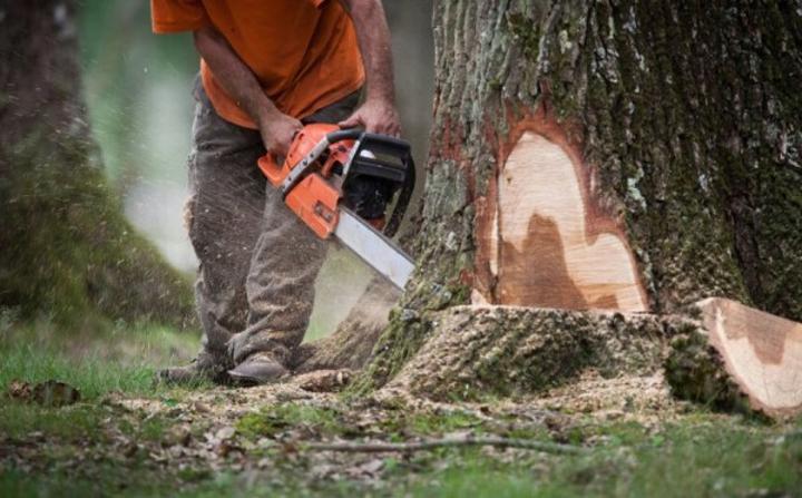 Tragédie à la Mé Un Scieur Trouve la Mort Tragédie à la Mé Un Scieur Trouve la Mort