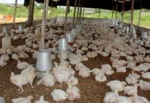 Nouveaux Prix Du Poulet Et Des Oeufs Face À La Hausse Nouveaux Prix Du Poulet Et Des Oeufs Face À La Hausse