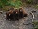 Reconnaissance des ours bruns d’Alaska par IA Reconnaissance des ours bruns d'Alaska par IA