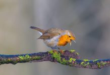 Bruit et Reproduction des Oiseaux: Solutions Possibles Bruit et Reproduction des Oiseaux: Solutions Possibles