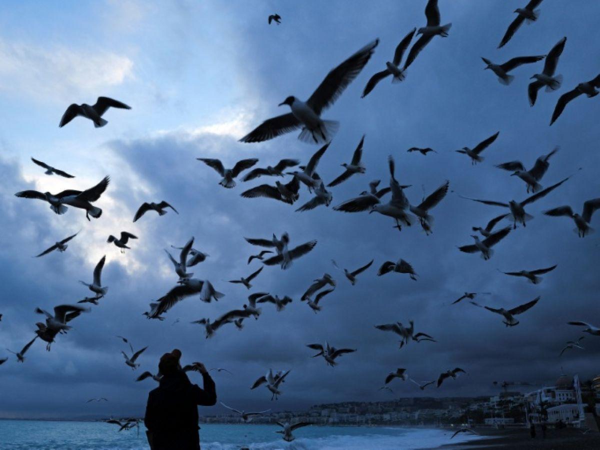 Bruit et Impact sur la Reproduction des Oiseaux Bruit et Impact sur la Reproduction des Oiseaux