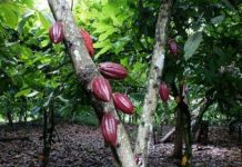 Cacao Africain: Boom et Instabilité chez Producteurs Cacao Africain: Boom et Instabilité chez Producteurs