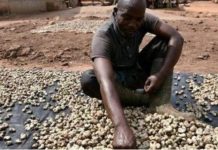 Prix Planchers Obligatoires pour Noix de Cajou Brute Prix Planchers Obligatoires pour Noix de Cajou Brute