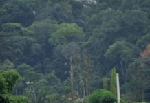 Meurtre d’un agent des Eaux et Forêts à Zagné Meurtre d'un agent des Eaux et Forêts à Zagné