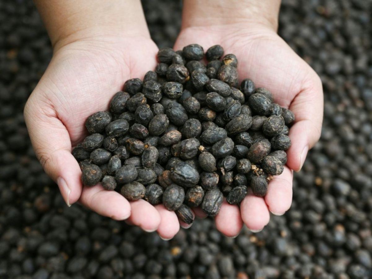 Réchauffement Climatique Et Disparition Du Café Réchauffement Climatique Et Disparition Du Café