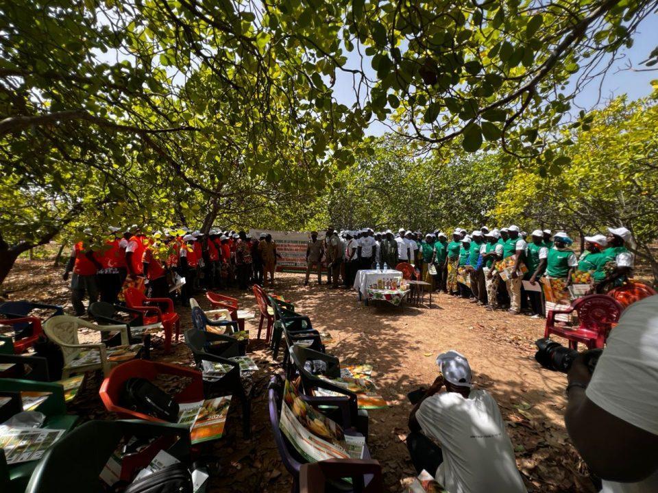 Sensibilisation des producteurs de cajou à Kouto Sensibilisation des producteurs de cajou à Kouto