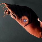 Génome Du Vampire Des Abysses Éclaire Origine Des Pieuvres Génome Du Vampire Des Abysses Éclaire Origine Des Pieuvres