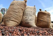 Côte d’Ivoire-Brésil Suspension des Achats de Cacao Côte d'Ivoire-Brésil Suspension des Achats de Cacao