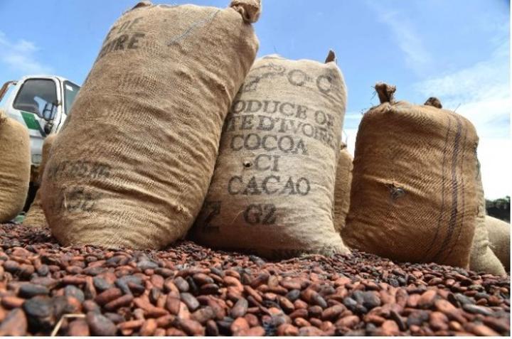 Côte d'Ivoire-Brésil Suspension des Achats de Cacao Côte d'Ivoire-Brésil Suspension des Achats de Cacao