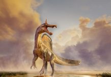 Nouvelle Espèce de Spinosaure Découverte dans le Désert Nouvelle Espèce de Spinosaure Découverte dans le Désert