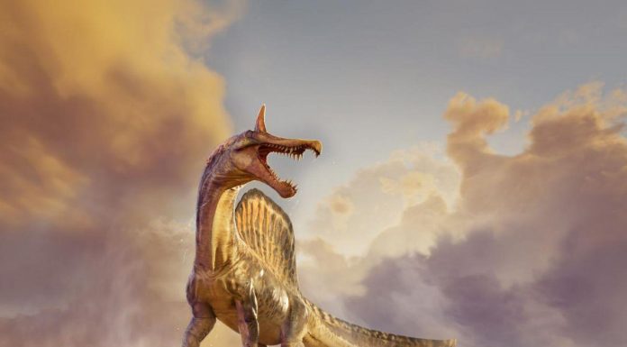 Nouvelle Espèce de Spinosaure Découverte dans le Désert Nouvelle Espèce de Spinosaure Découverte dans le Désert