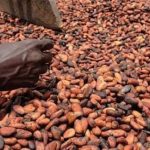 Cacao Le Gouvernement Réorganise Pour Sauver L’Économie Cacao Le Gouvernement Réorganise Pour Sauver L'Économie