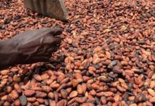 Cacao Le Gouvernement Réorganise Pour Sauver L’Économie Cacao Le Gouvernement Réorganise Pour Sauver L'Économie