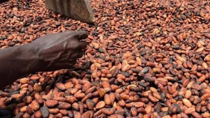 Cacao Le Gouvernement Réorganise Pour Sauver L'Économie Cacao Le Gouvernement Réorganise Pour Sauver L'Économie