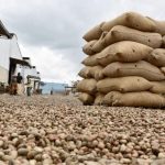 Côte D’Ivoire Fixe Prix Planchers Anacarde 2026 Côte D'Ivoire Fixe Prix Planchers Anacarde 2026