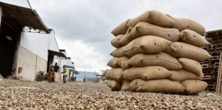 Côte D’Ivoire Fixe Prix Planchers Anacarde 2026 Côte D'Ivoire Fixe Prix Planchers Anacarde 2026