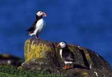 Macareux Rescapés Retourent à l’Atlantique Après Hécatombe Macareux Rescapés Retourent à l'Atlantique Après Hécatombe