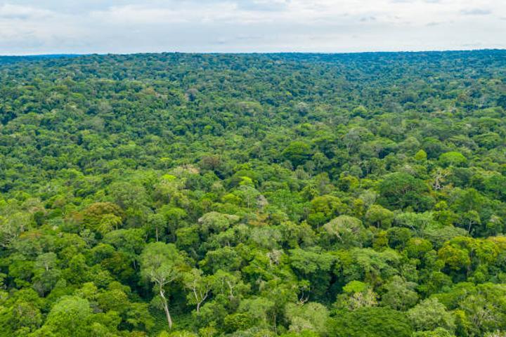 Forêts et leur importance pour l'économie mondiale Forêts et leur importance pour l'économie mondiale