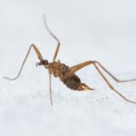 La mouche des neiges est une experte pour affronter le froid La mouche des neiges est une experte pour affronter le froid