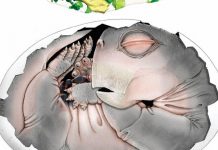 Ancêtres des mammifères et leur ponte d’œufs Ancêtres des mammifères et leur ponte d'œufs