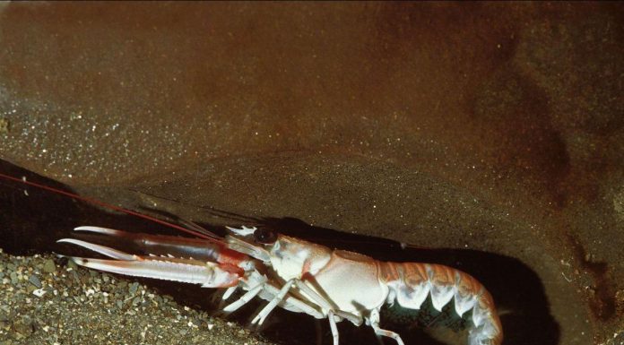 Aspirine et Lidocaïne Efficaces chez les Langoustines Aspirine et Lidocaïne Efficaces chez les Langoustines