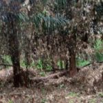 Démantèlement D’un Réseau De Vendeurs De Parcelles Démantèlement D'un Réseau De Vendeurs De Parcelles