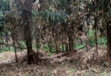 Démantèlement D’un Réseau De Vendeurs De Parcelles Démantèlement D'un Réseau De Vendeurs De Parcelles