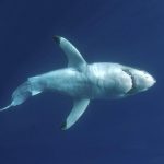 Réchauffement Climatique Et Risques Pour Les Requins Réchauffement Climatique Et Risques Pour Les Requins