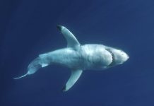 Réchauffement Climatique Et Risques Pour Les Requins Réchauffement Climatique Et Risques Pour Les Requins