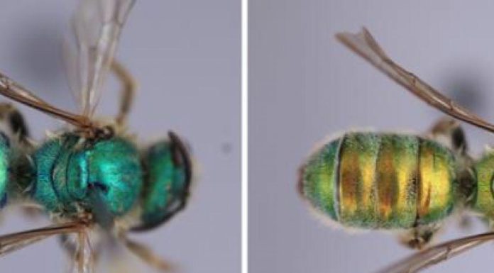 Cette abeille change de couleur selon l’humidité du milieu Cette abeille change de couleur selon l'humidité du milieu