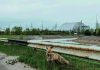 Tchernobyl Laboratoire Naturel de l’Évolution Irradiée Tchernobyl Laboratoire Naturel de l'Évolution Irradiée