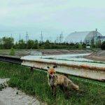 Tchernobyl Laboratoire Naturel de l’Évolution Irradiée Tchernobyl Laboratoire Naturel de l'Évolution Irradiée